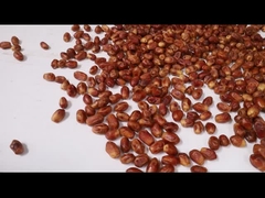 Macchina per la classificazione dei datteri