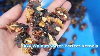Selezionatrice per noccioli di noce JGY multigrado con 1 passaggio ③